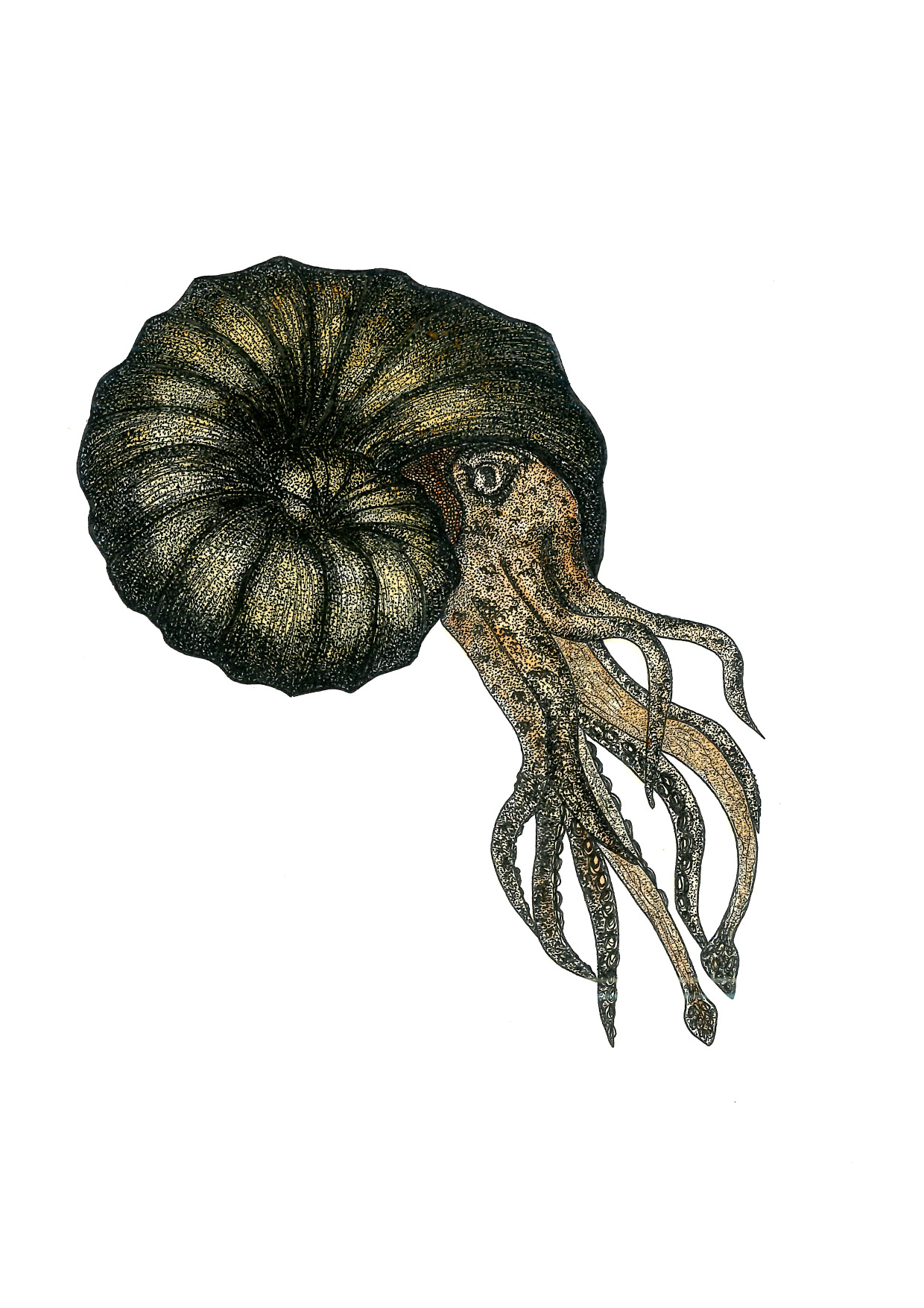 Fauna marina